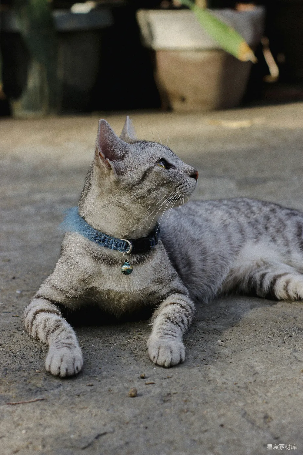 高清摄影 猫 宠物 户外 休闲 动物 戴着铃铛项圈的猫