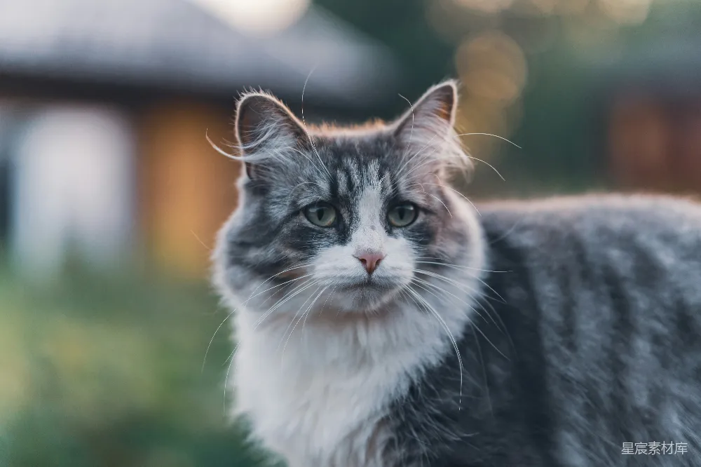 高清摄影 猫咪 窗外 毛茸茸 自然 宠物 窗外的猫咪