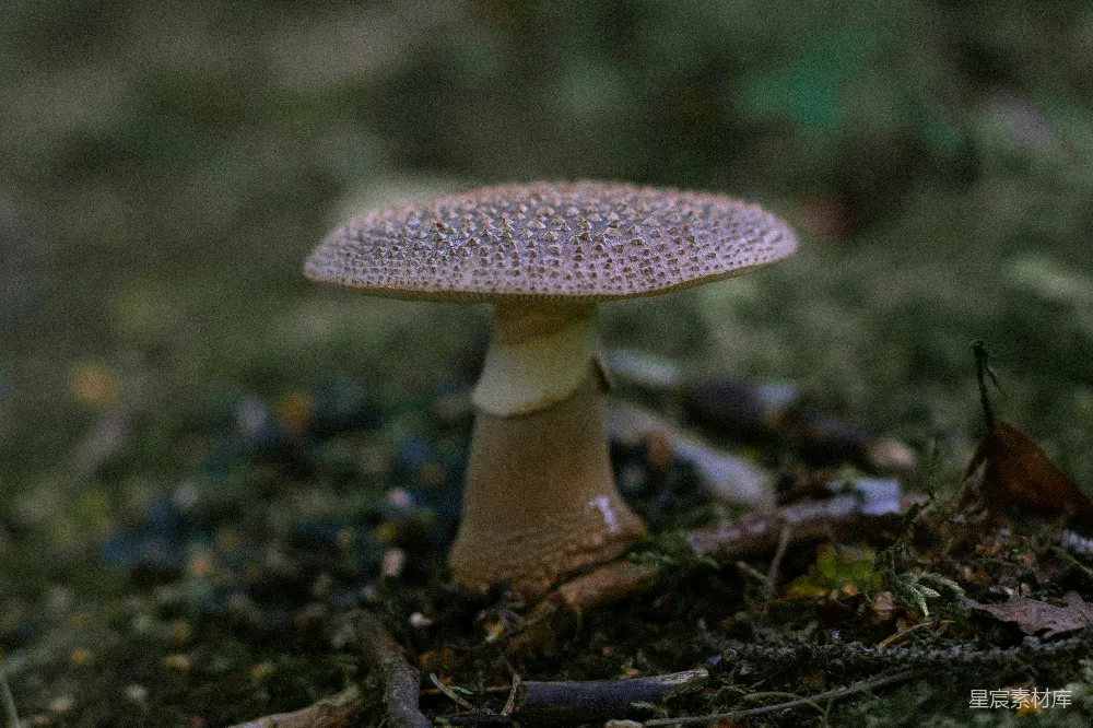 高清摄影 蘑菇 自然 森林 生态 宁静 森林中的神秘蘑菇