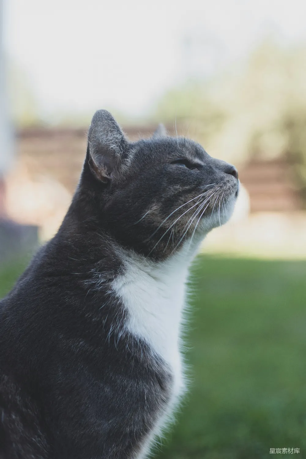 高清摄影 猫 户外 思考 宠物 自然 窗外的思考