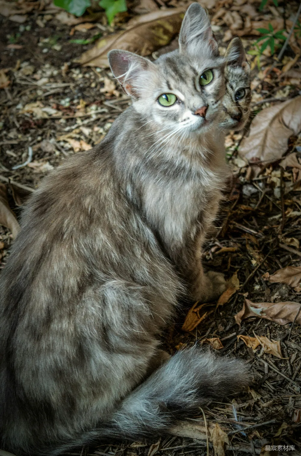 高清摄影 猫 森林 自然 动物 户外 森林中的灰猫