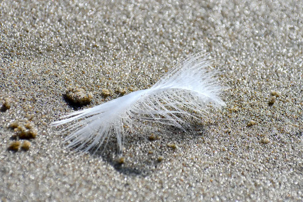 高清摄影 羽毛 海滩 自然 宁静 简洁 海滩上的羽毛