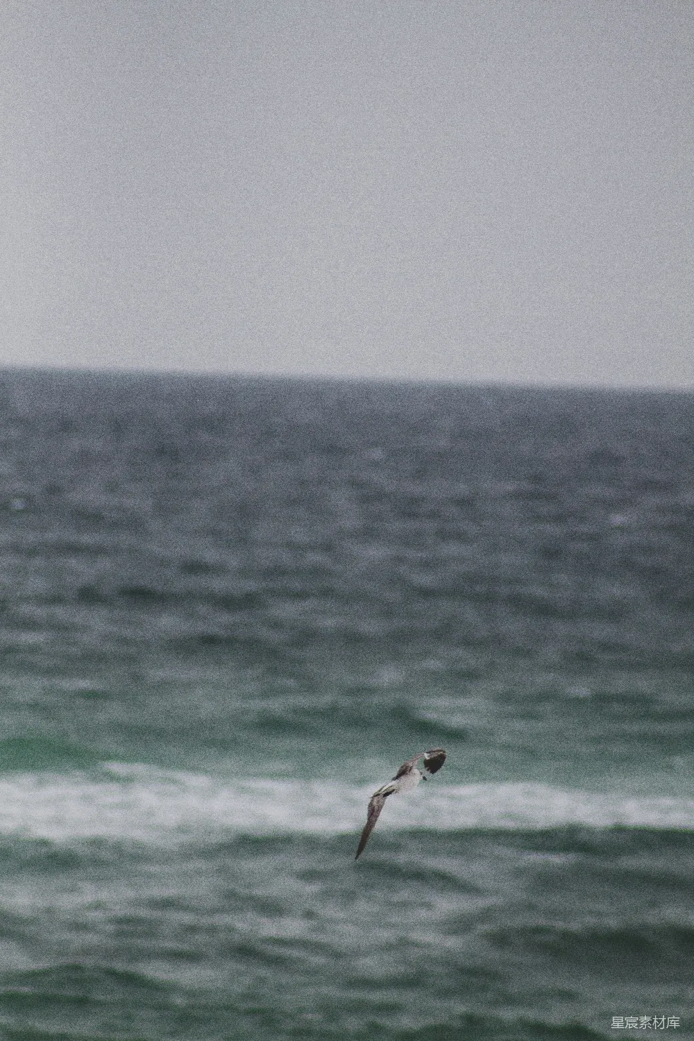 高清摄影 海景 孤独 自然 飞翔 宁静 海上的孤雁