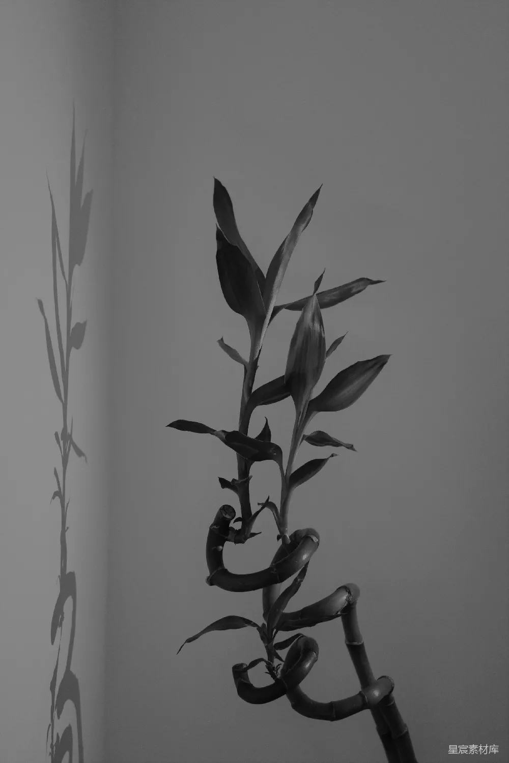 高清摄影 黑白摄影 植物 自然 静谧 艺术 竹影婆娑