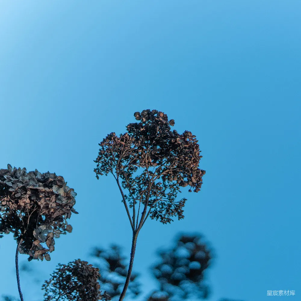 高清摄影 枯萎 花朵 蓝天 自然 宁静 枯萎的花朵与蓝天