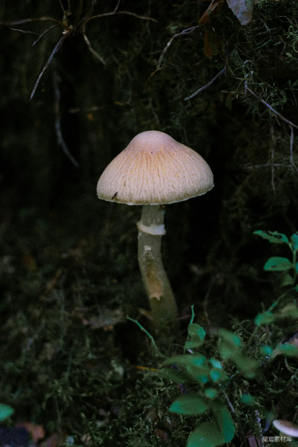 高清摄影 蘑菇 自然 森林 宁静 生态 森林中的小蘑菇