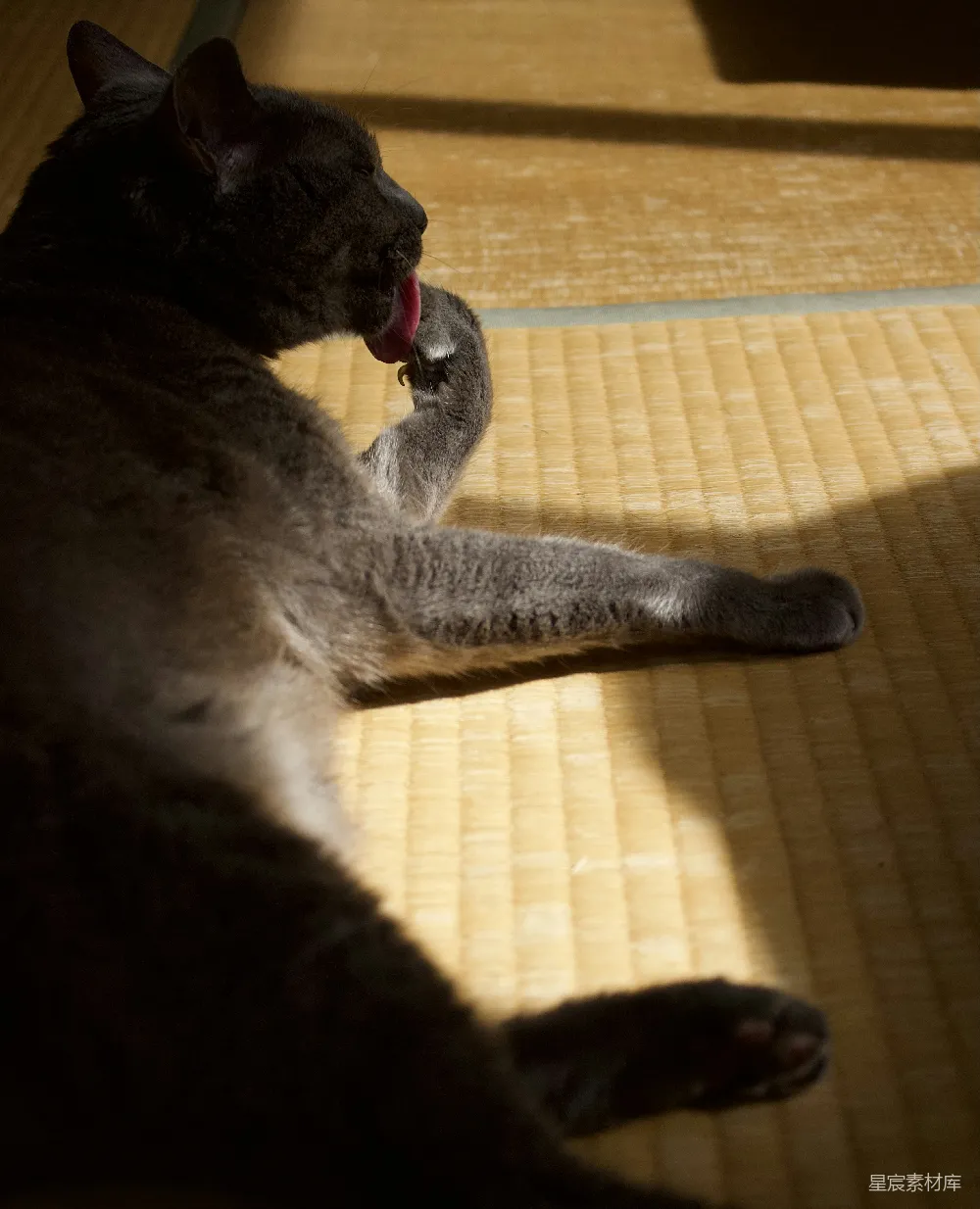 高清摄影 猫咪 打哈欠 阳光 日式榻榻米 日常 猫咪打哈欠
