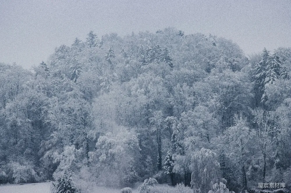 高清摄影 雪景 森林 自然 冬季 宁静 冬日雪景