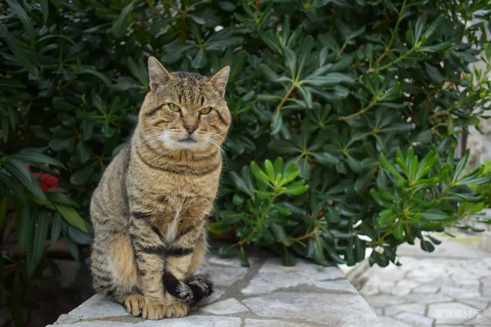 高清摄影 猫咪 自然 户外 静谧 动物 石阶上的猫咪