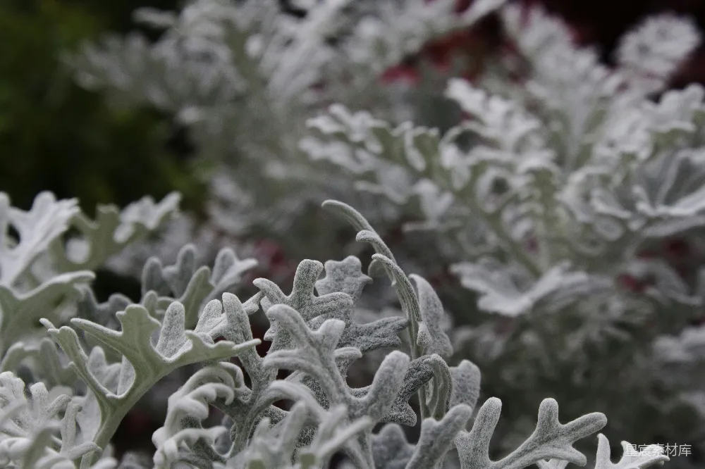 高清摄影 植物 银色 自然 冬季 细节 雪后银色植物特写