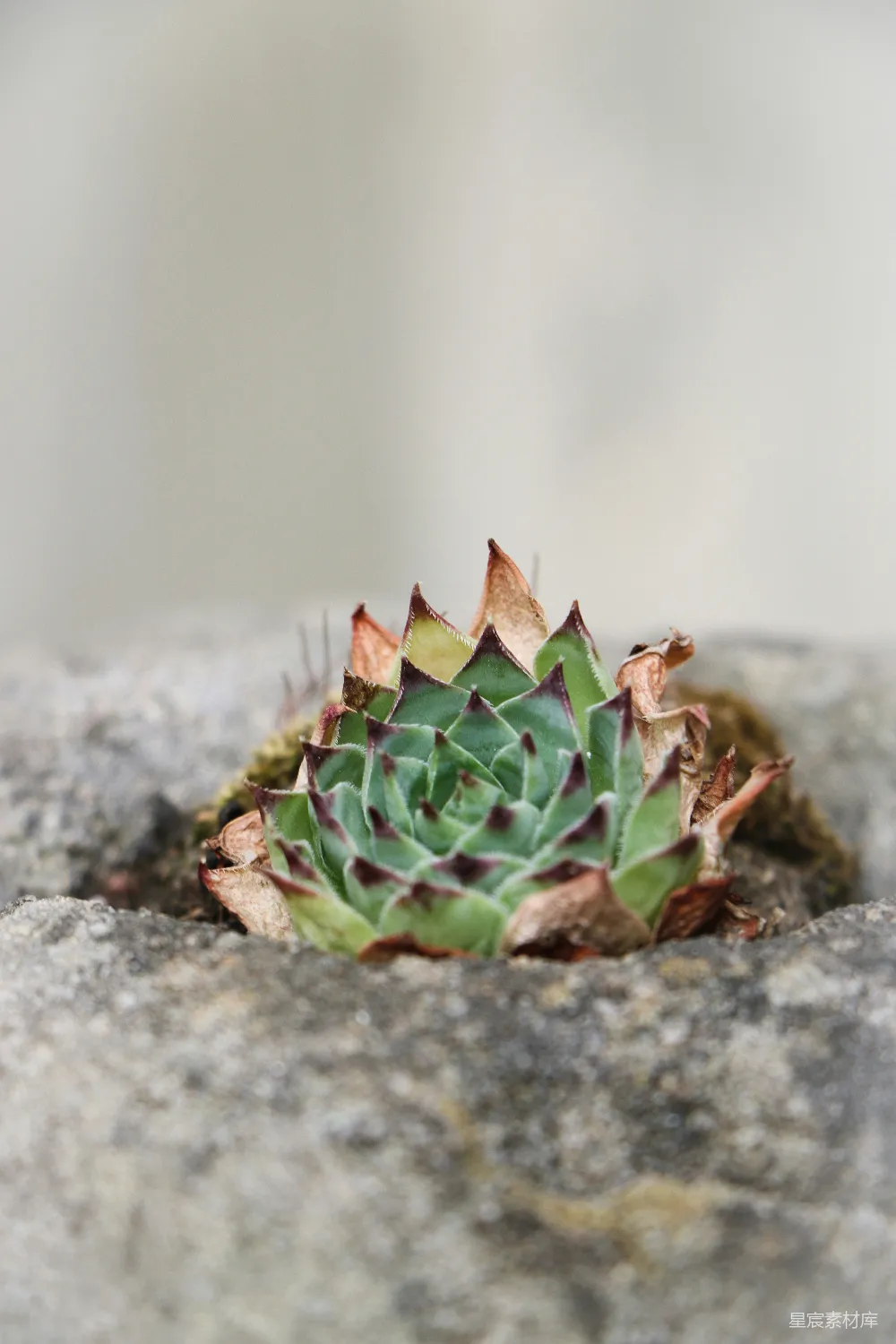 高清摄影 多肉植物 自然 石头 户外 生活 石头缝中的多肉植物