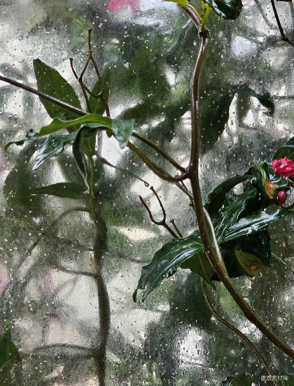 高清摄影 植物 雨后 自然 清新 窗户 雨后植物