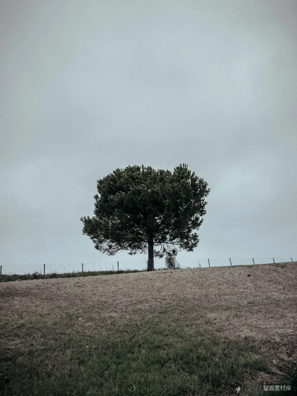 高清摄影 自然 孤独 风景 宁静 户外 孤独的树