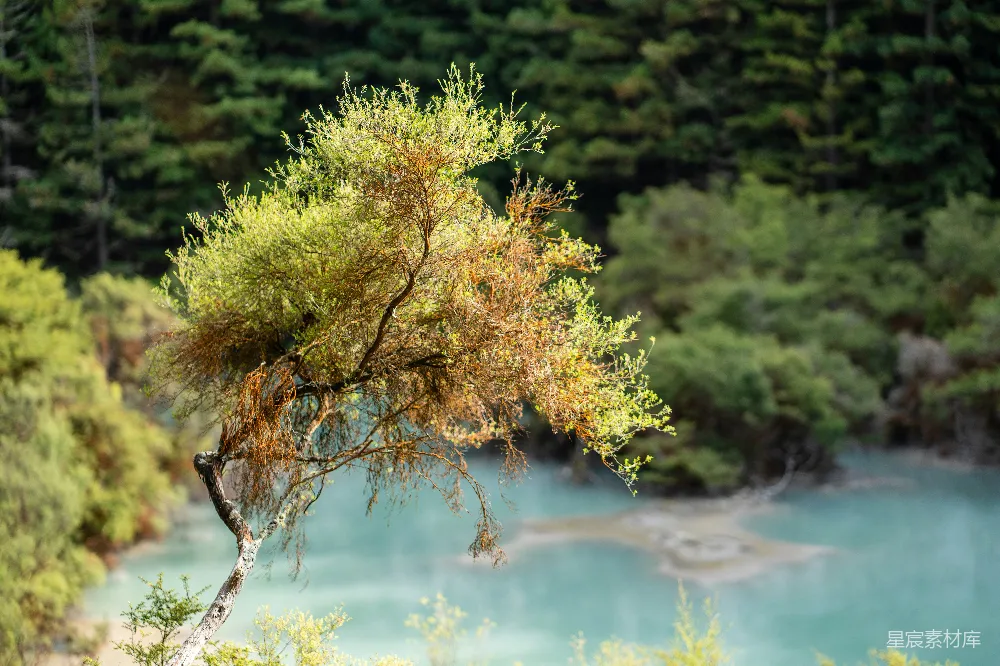 高清摄影 自然风光 树 湖 宁静 风景 孤独的树与宁静的湖