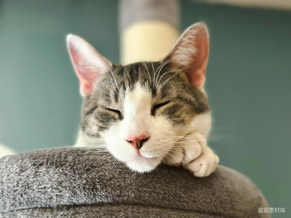 高清摄影 猫咪 宠物 睡眠 可爱 温馨 睡着的猫咪