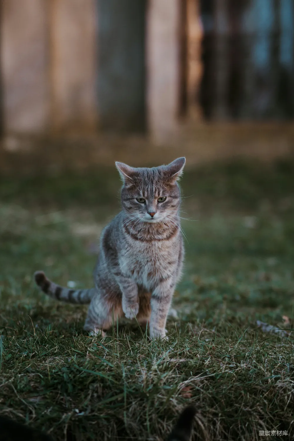 高清摄影 猫 户外 自然 宠物 动物 户外散步的猫