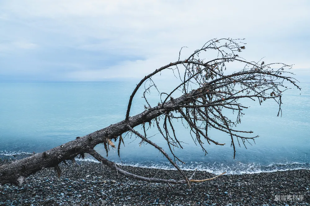 高清摄影 海滩 枯树 自然 海岸 荒凉 海滩上的枯树