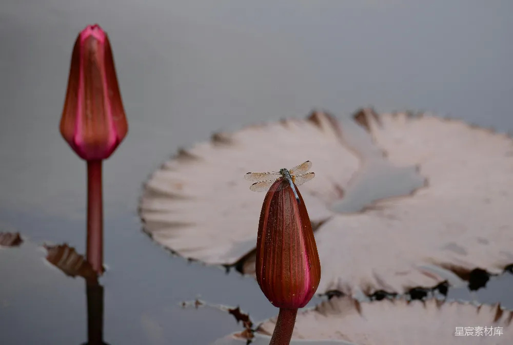 高清摄影 蜻蜓 莲花 自然 静谧 水面 蜻蜓落在莲蓬上
