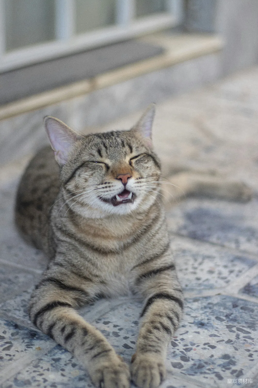 高清摄影 猫 微笑 动物 户外 宠物 微笑的猫
