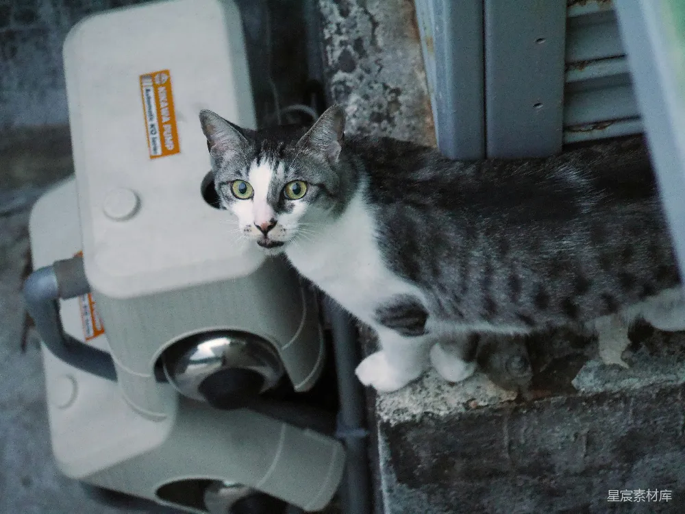高清摄影 猫 动物 户外 生活 城市 街头小猫