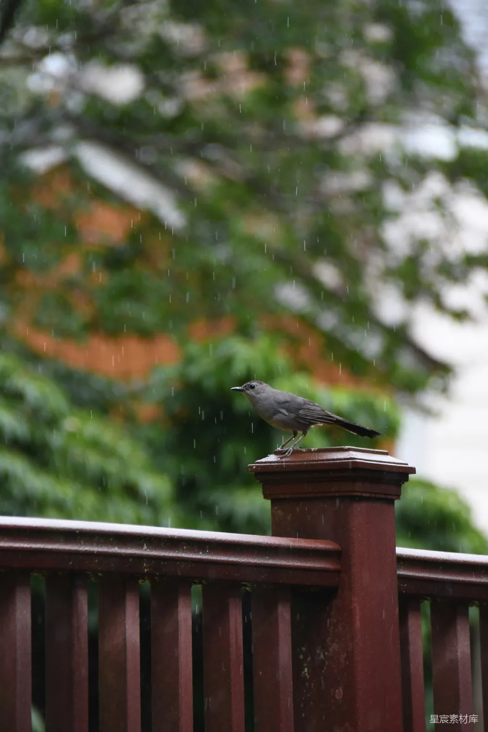 高清摄影 雨景 小鸟 自然 宁静 户外 雨中栖息的小鸟