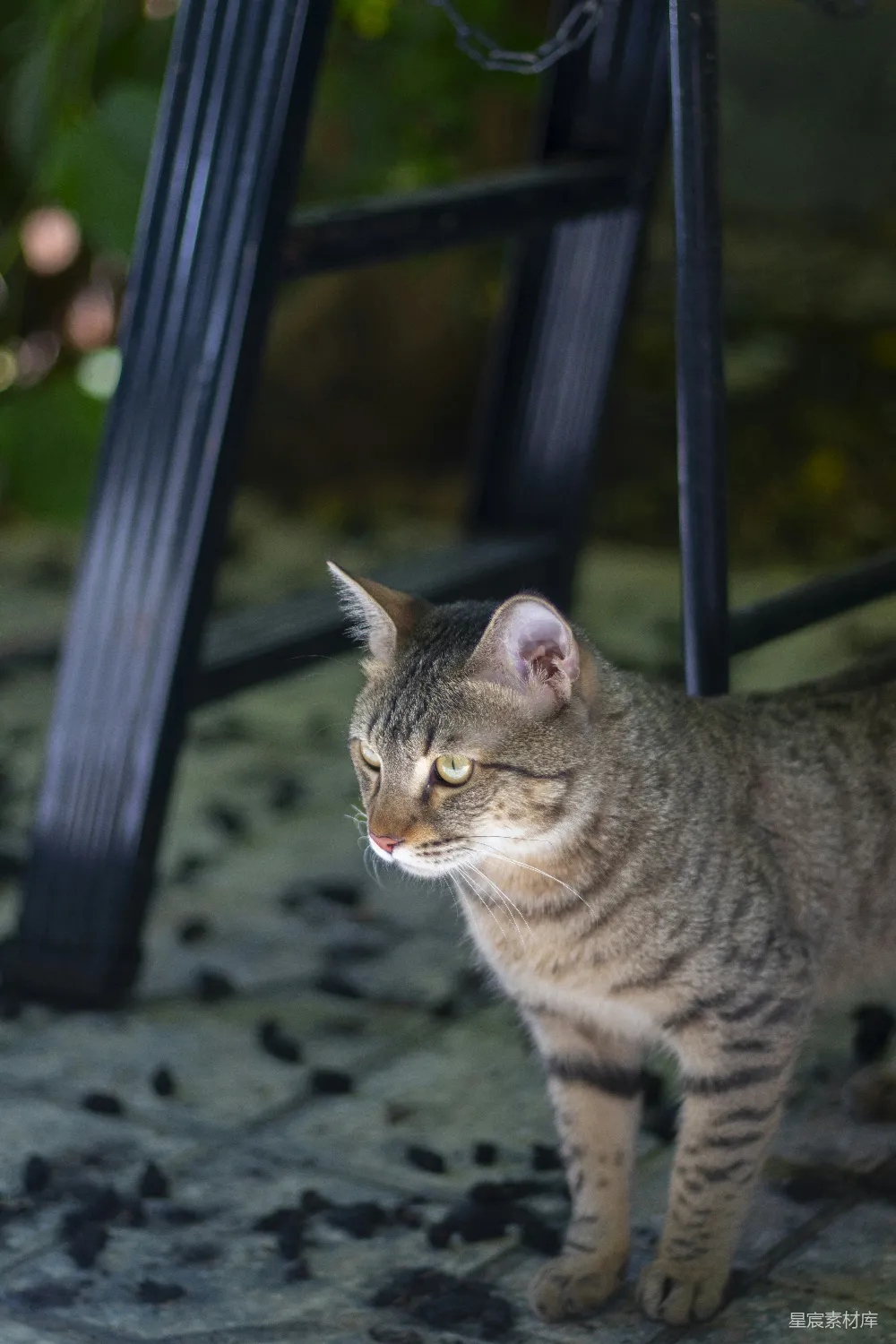 高清摄影 猫 窗户 户外 动物 自然 窗边的猫