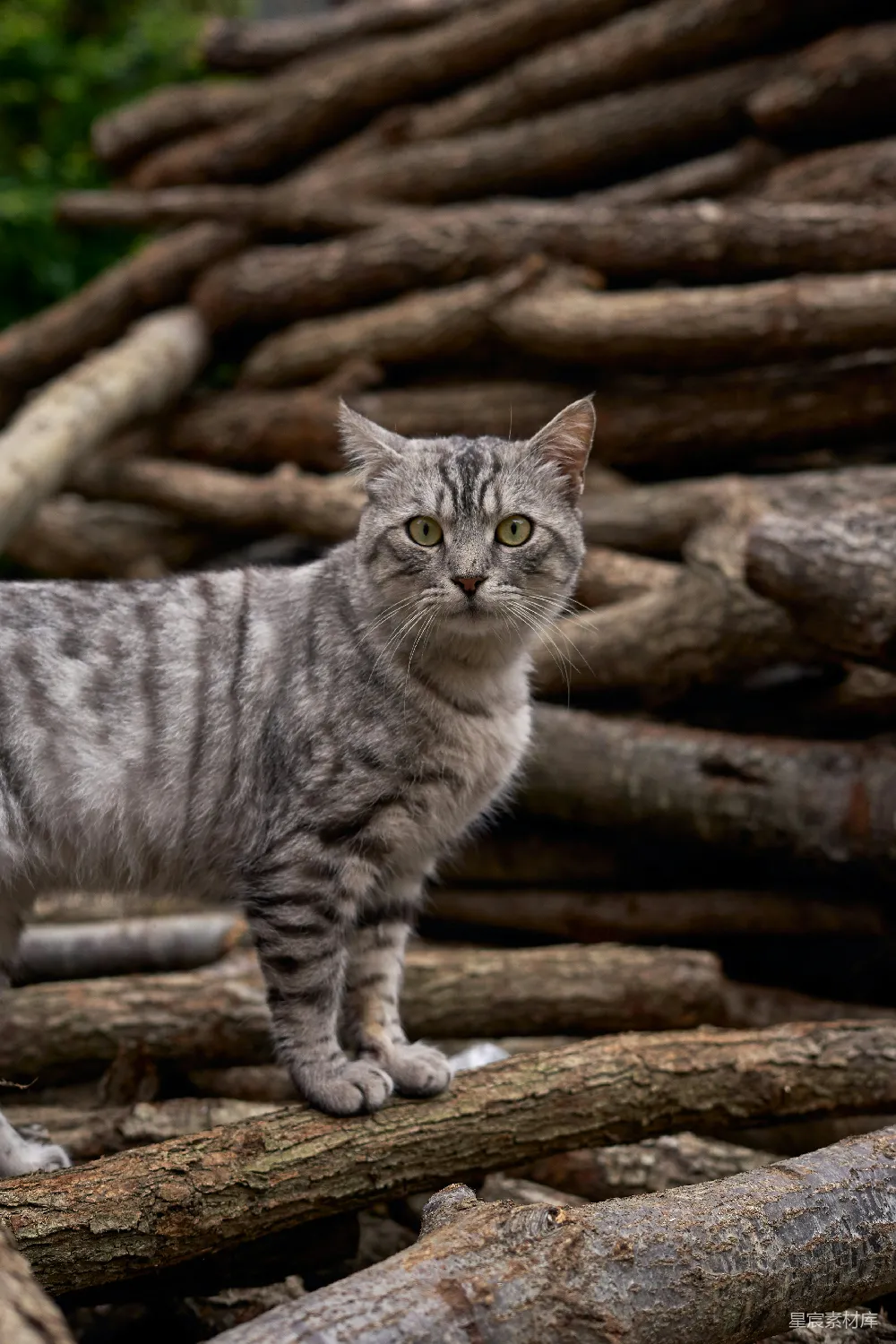 高清摄影 猫 条纹 自然 野生动物 户外 灰白条纹猫在木堆中凝视