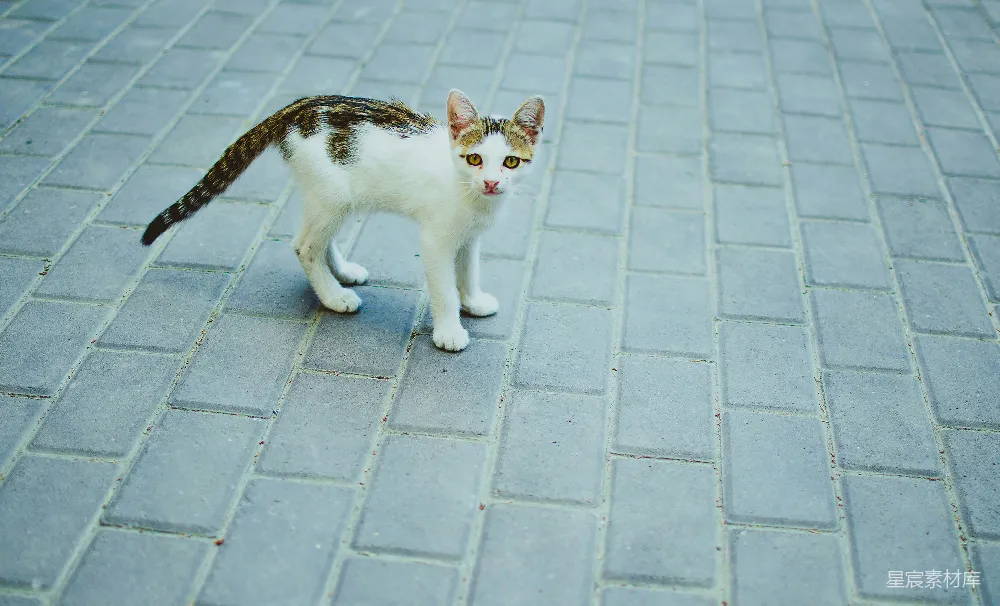 高清摄影 猫 街头 流浪猫 动物 户外 街头的流浪猫