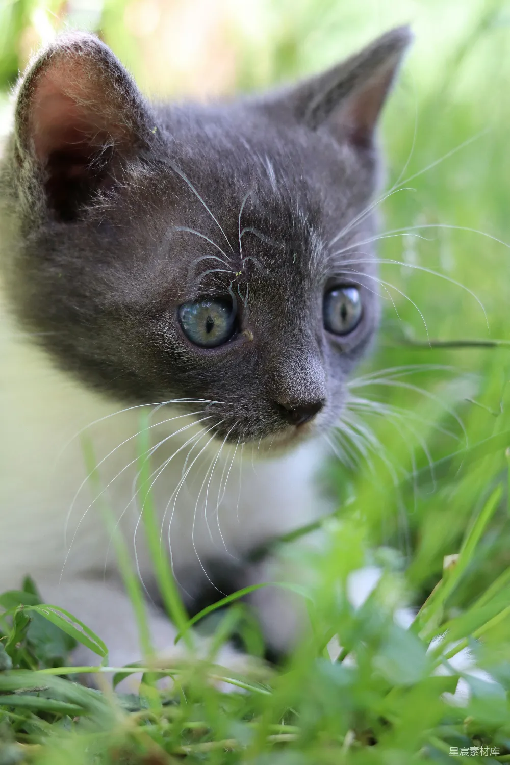 高清摄影 小猫 蓝眼睛 草地 可爱 宠物 蓝眼睛的小猫