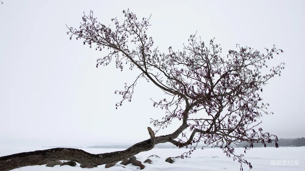高清摄影 冬天 树木 自然 雪景 孤独 冬日孤树