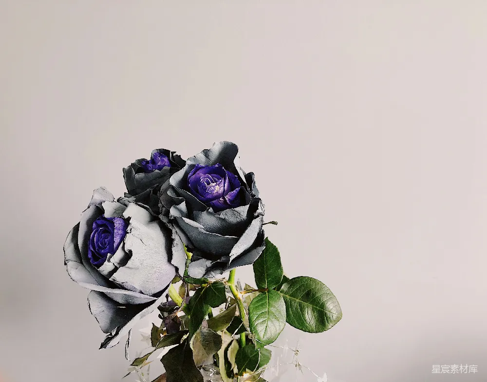 高清摄影 玫瑰 花卉 艺术 浪漫 对比 黑色玫瑰与紫色心