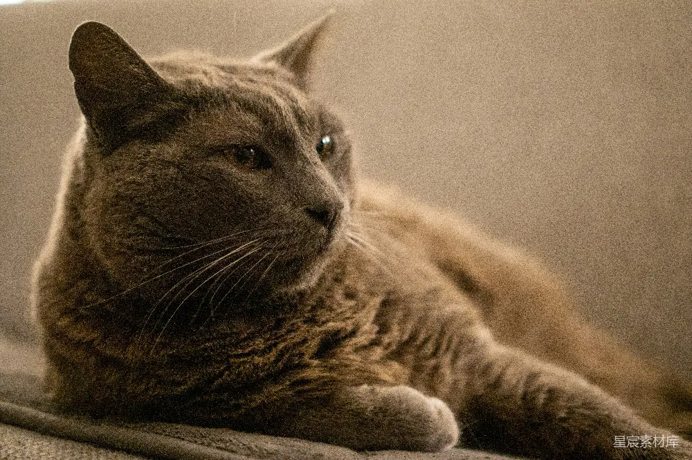 高清摄影 猫咪 静谧 特写 宠物 生活 静谧的猫咪