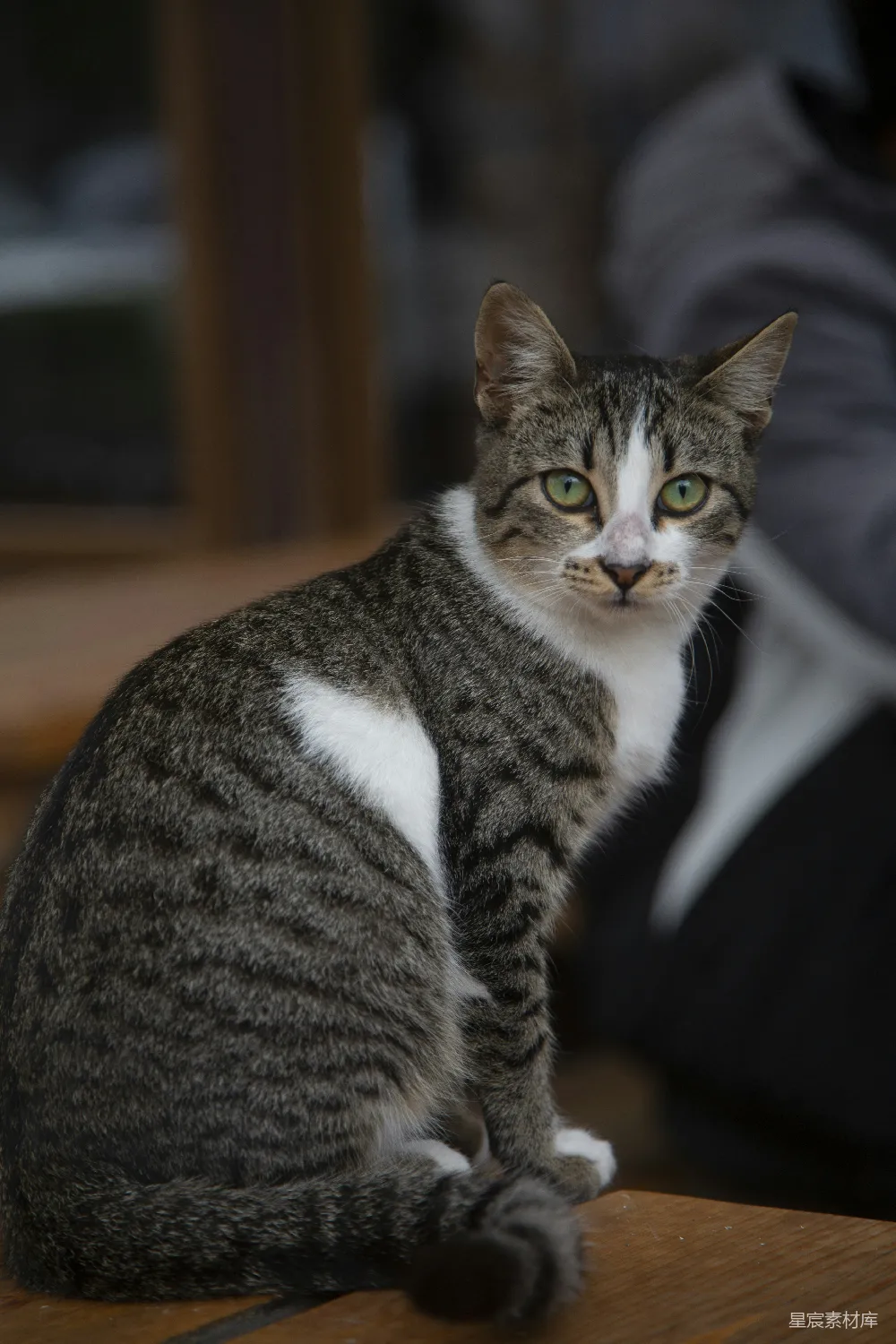 高清摄影 猫咪 可爱 室内 自然光 宠物 可爱的猫咪坐在木桌旁