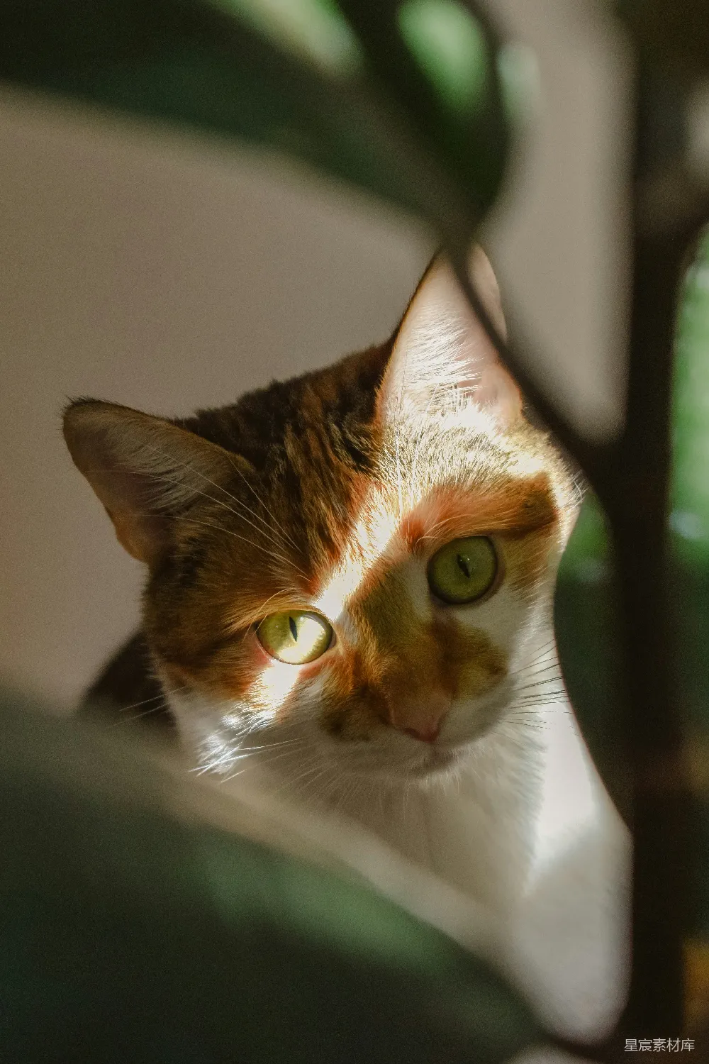 高清摄影 猫 阳光 三花猫 动物 自然 阳光下的三花猫