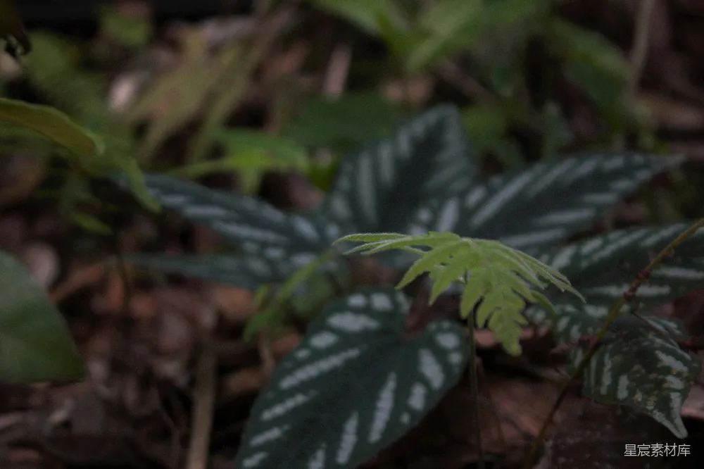 高清摄影 自然 植物 生长 斑点叶 新芽 新芽与斑点叶的自然对话