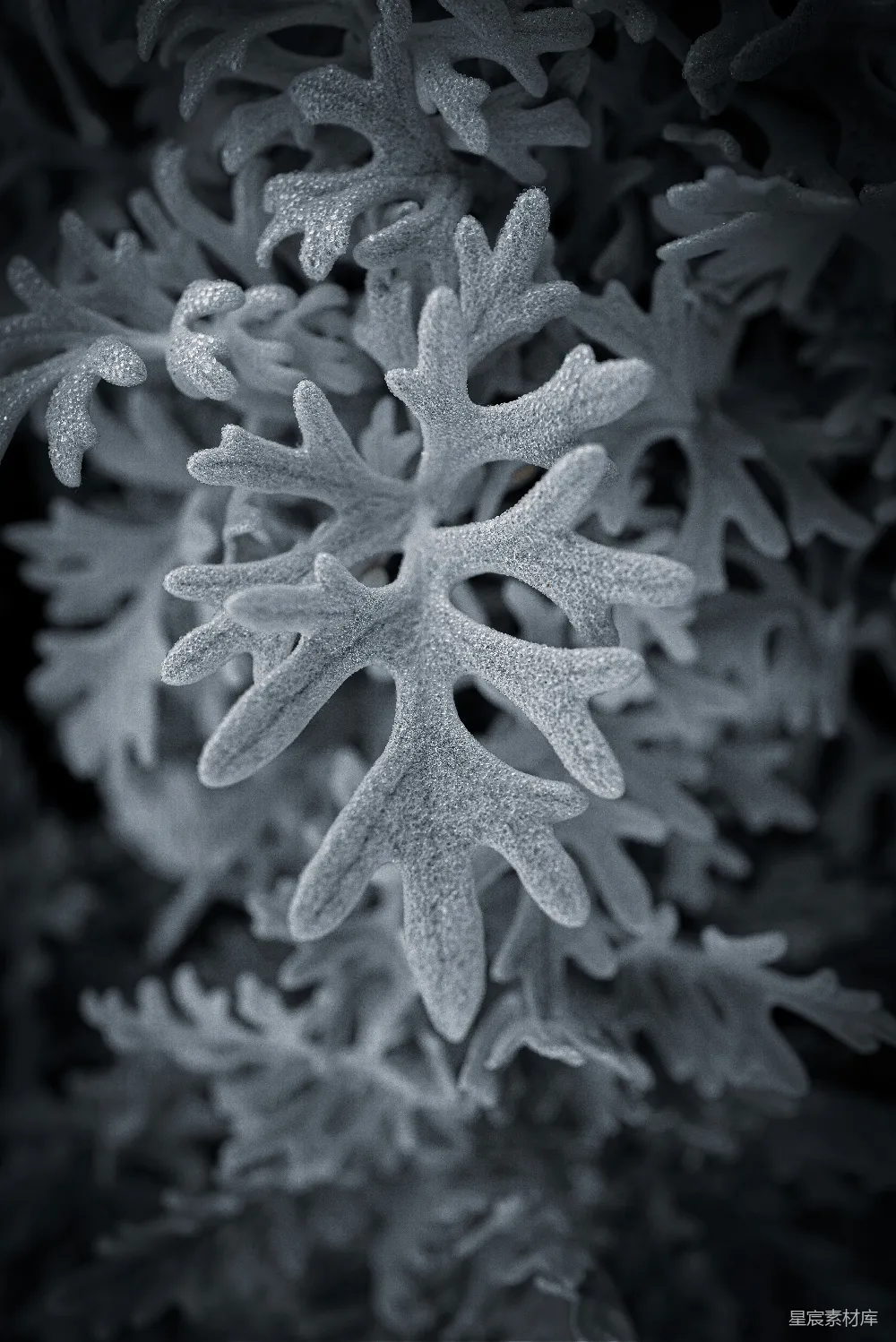 高清摄影 植物 自然 纹理 特写 黑白 银白色雪松叶特写