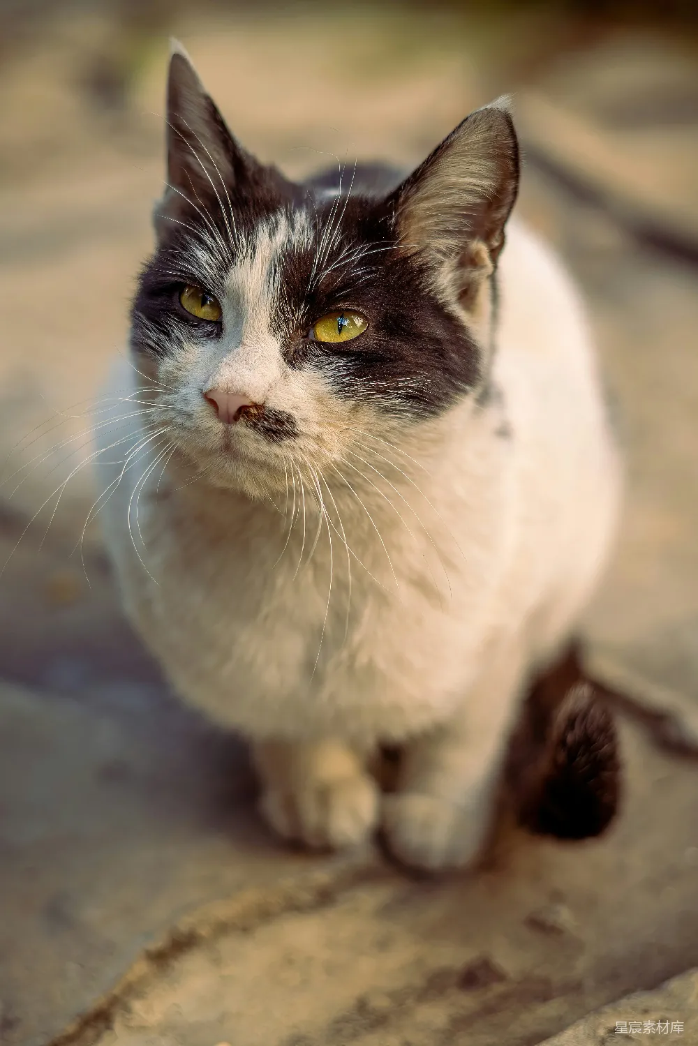 高清摄影 猫咪 动物 宠物 自然 户外 黑白相间的猫咪
