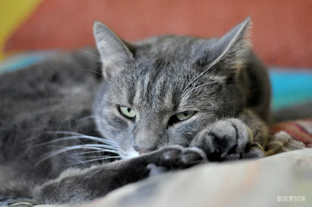 高清摄影 猫咪 家养宠物 休息 宁静 特写 慵懒的猫