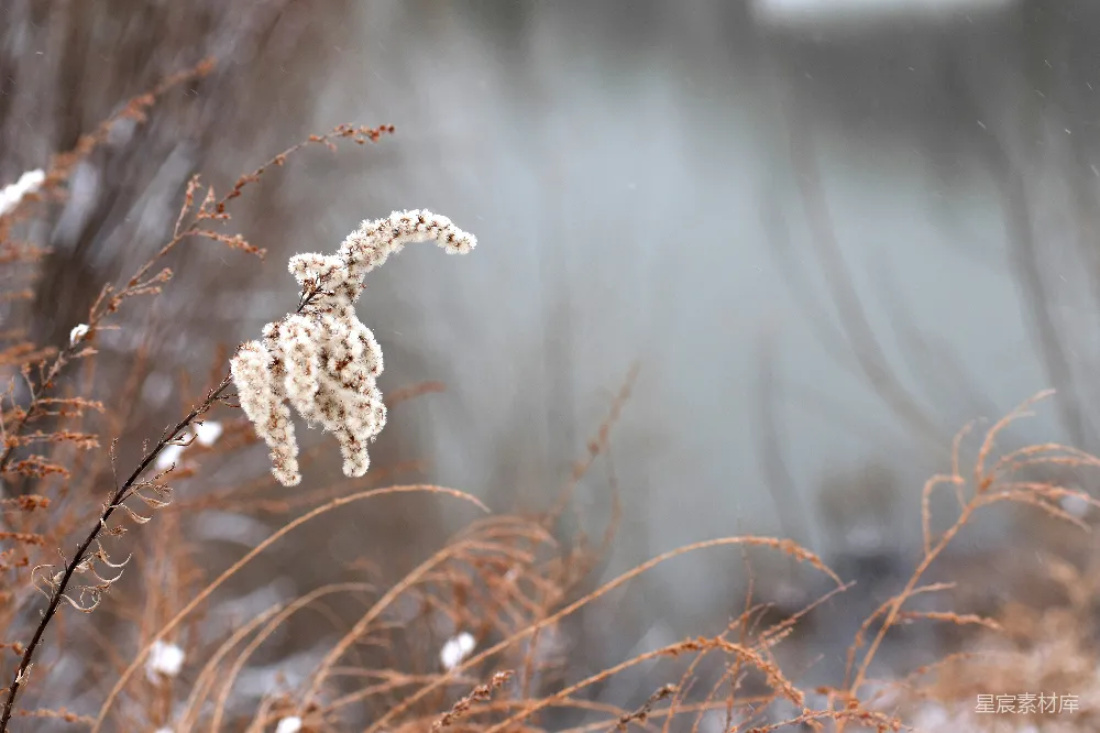 高清摄影 冬季 自然 雪景 枯草 静谧 冬日枯草上的雪花