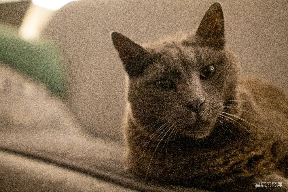 高清摄影 猫 宠物 宁静 家庭 生活 猫的宁静时光
