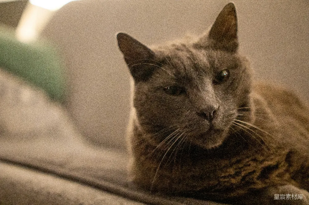 高清摄影 猫 宠物 静谧 特写 室内 猫的凝视