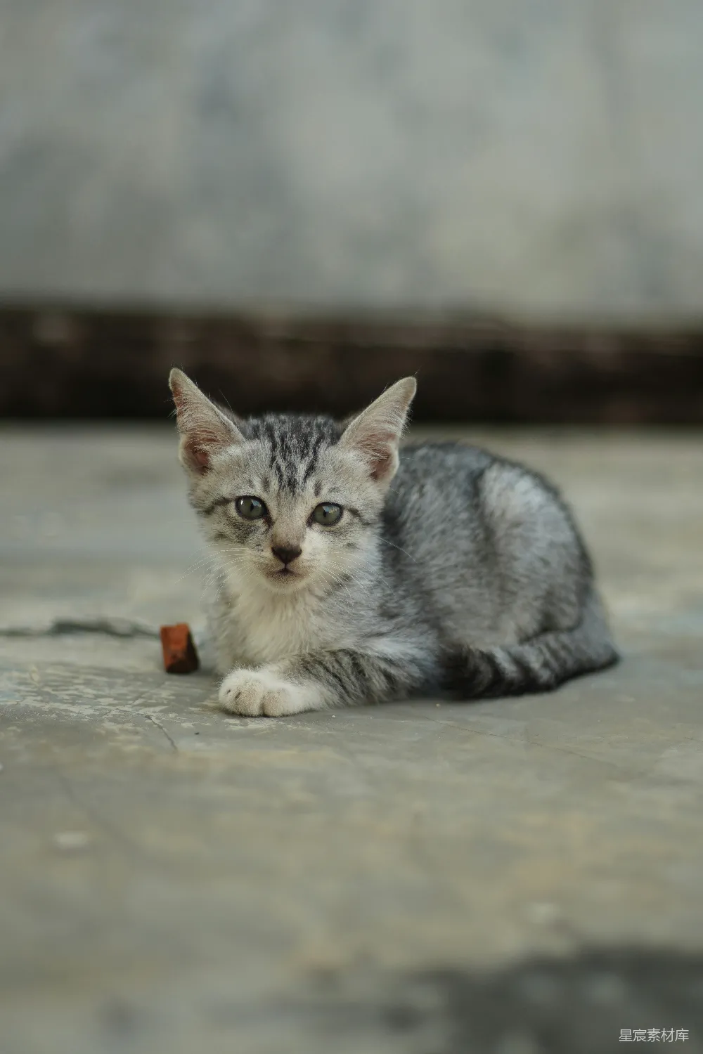 高清摄影 小猫 灰色 趴着 户外 宠物 可爱的灰色小猫趴在地面上