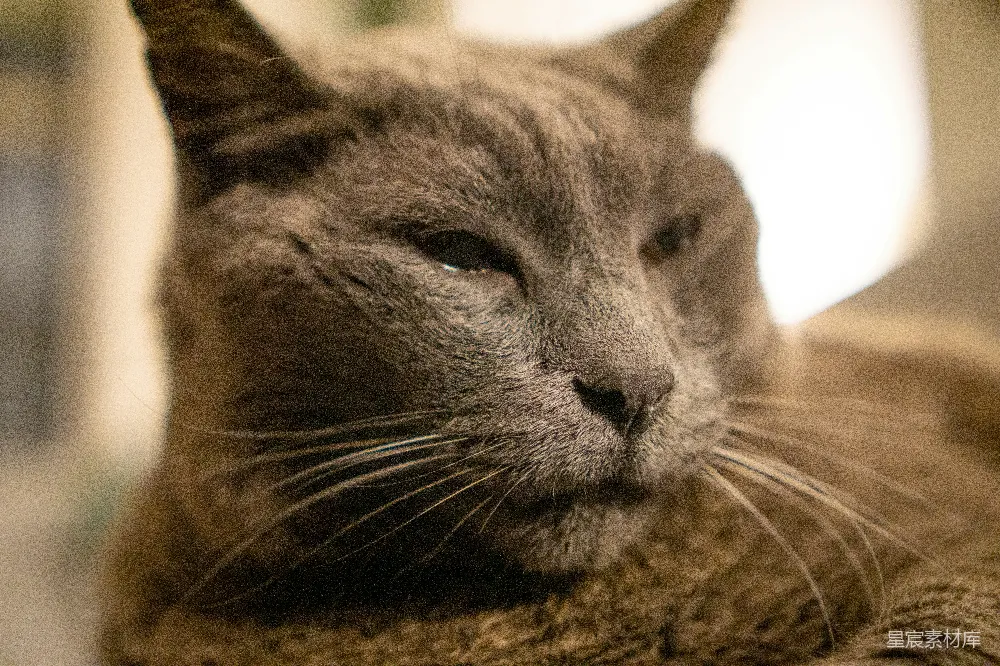 高清摄影 猫咪 特写 宁静 宠物 沉睡中的猫咪