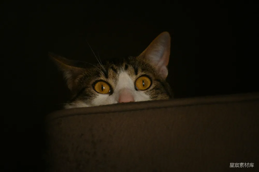 高清摄影 猫 沙发 夜间 神秘 可爱 猫头探出沙发的神秘瞬间