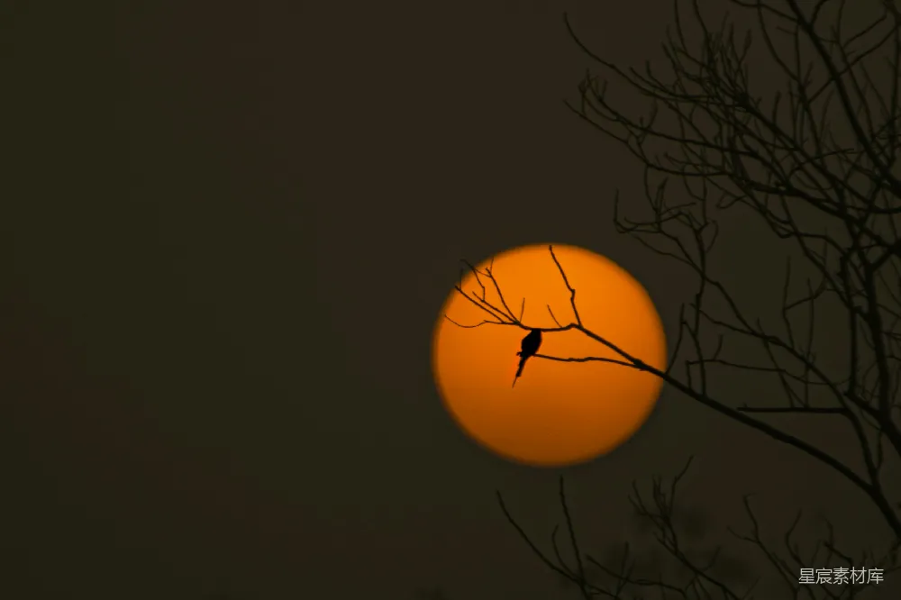 高清摄影 自然风光 日落 鸟儿 剪影艺术 宁静 夕阳下的鸟儿剪影
