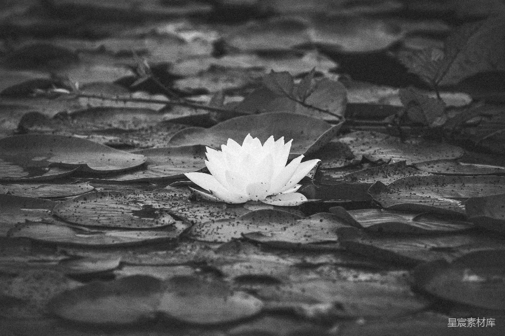 高清摄影 黑白 莲花 静谧 自然 宁静 黑白莲花