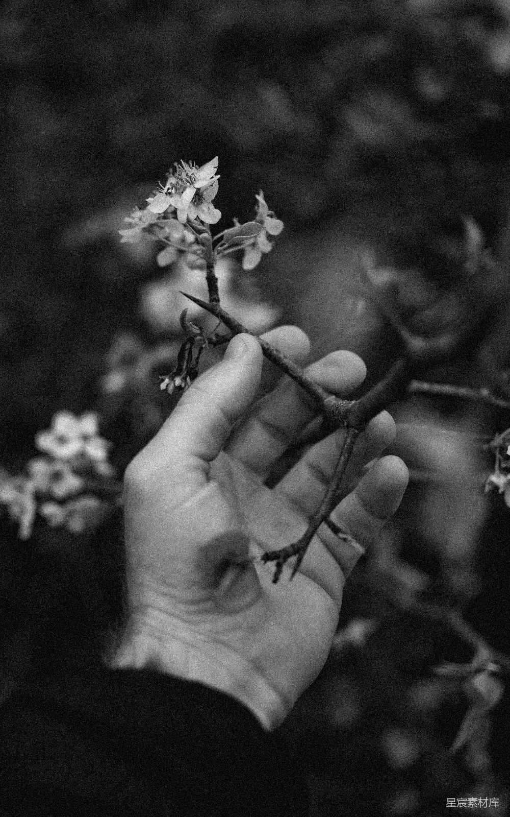 高清摄影 黑白摄影 自然 春天 手部特写 花卉 掌心的花枝