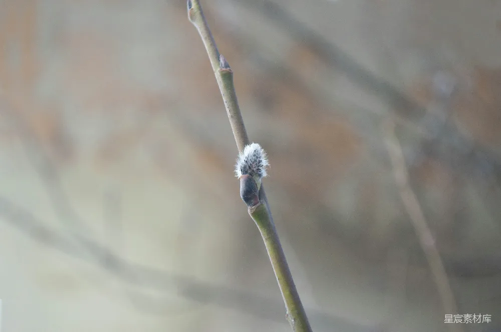 高清摄影 柳芽 自然 春意 特写 春季 初春柳芽