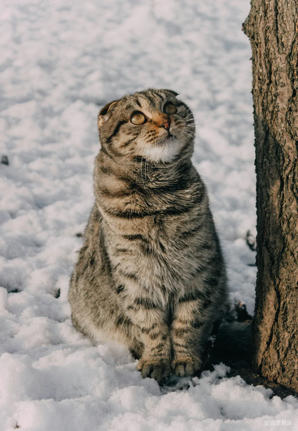 高清摄影 猫咪 雪景 动物 自然 可爱 雪地里的猫咪