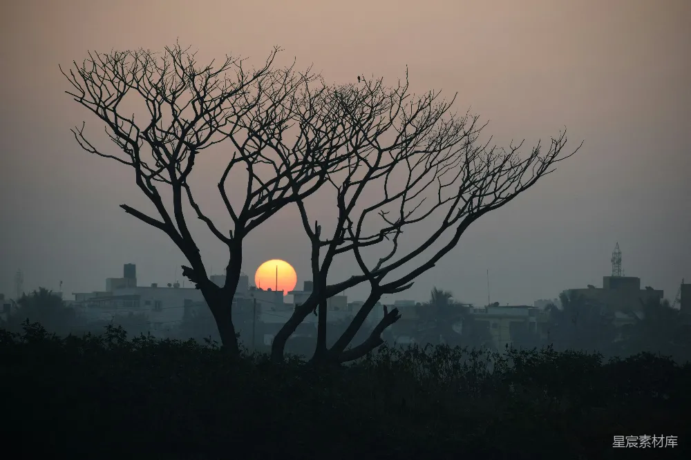 高清摄影 夕阳 枯树 剪影 城市天际线 自然风光 夕阳下的枯树剪影
